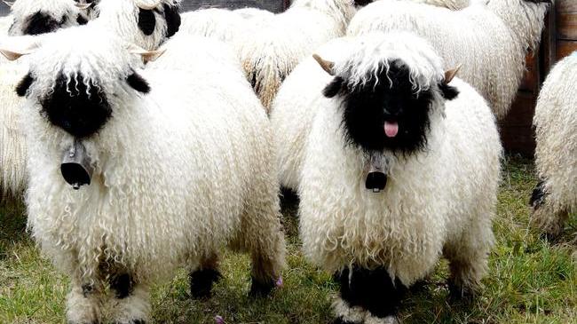 Valais Blacknose Sheep: All You Need To Know • Lazer Horse