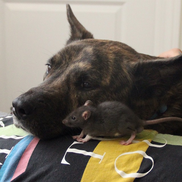 animal-friends-rat-dog-osiris-riff-8