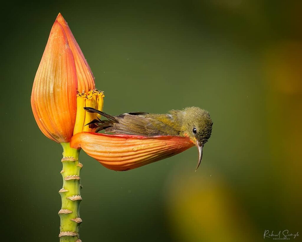 Hermosa ave sobre una flor