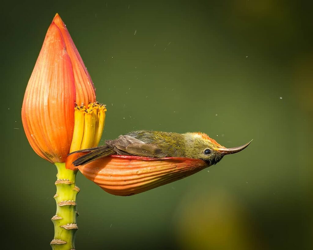 Pequeño pájaro usa un pétalo de flor como bañera