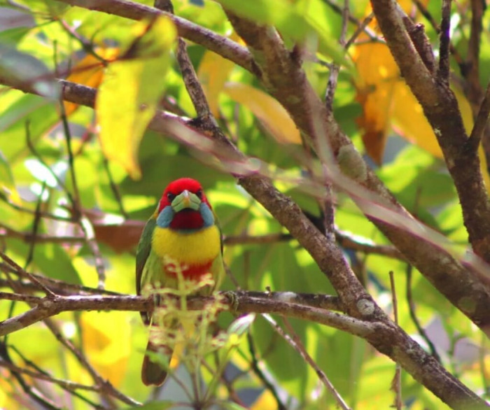 The versicolored barbet prefers sub-montane forest areas 