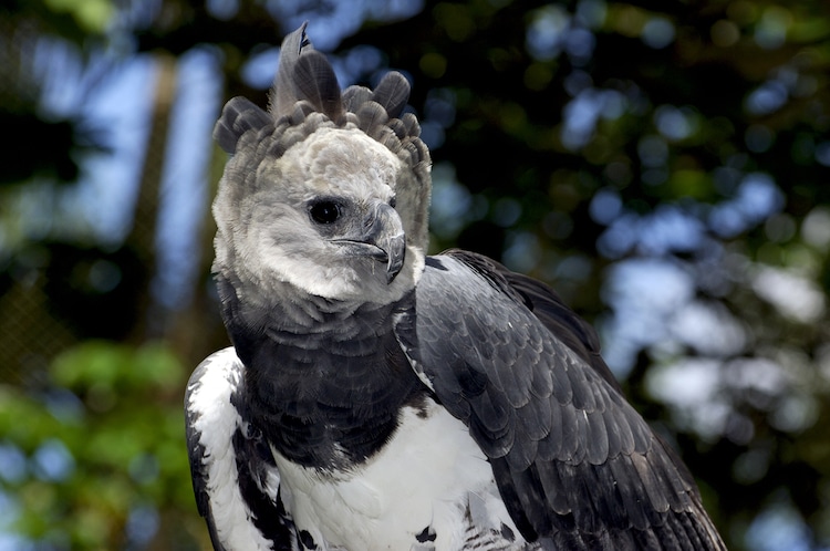 How Big is the Harpy Eagle?